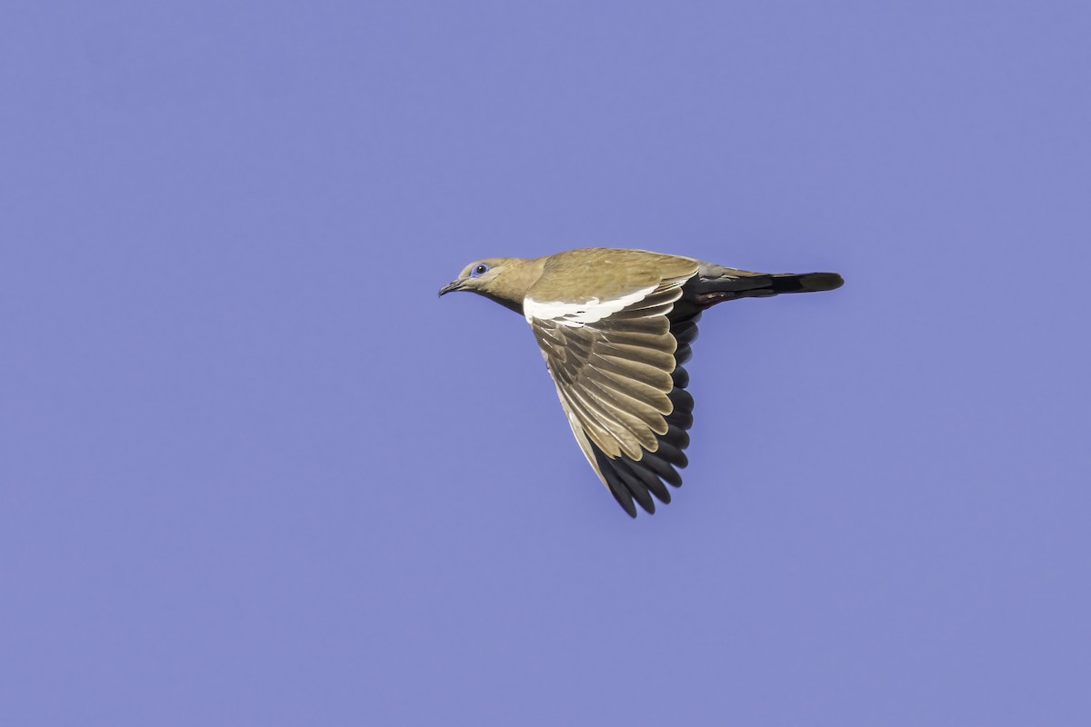 Зенаїда еквадорська - ML646802774