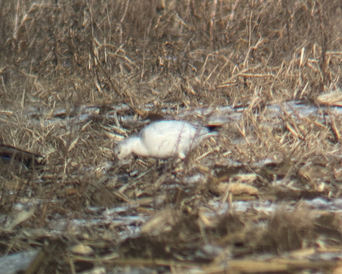 Ross's Goose - ML646802779