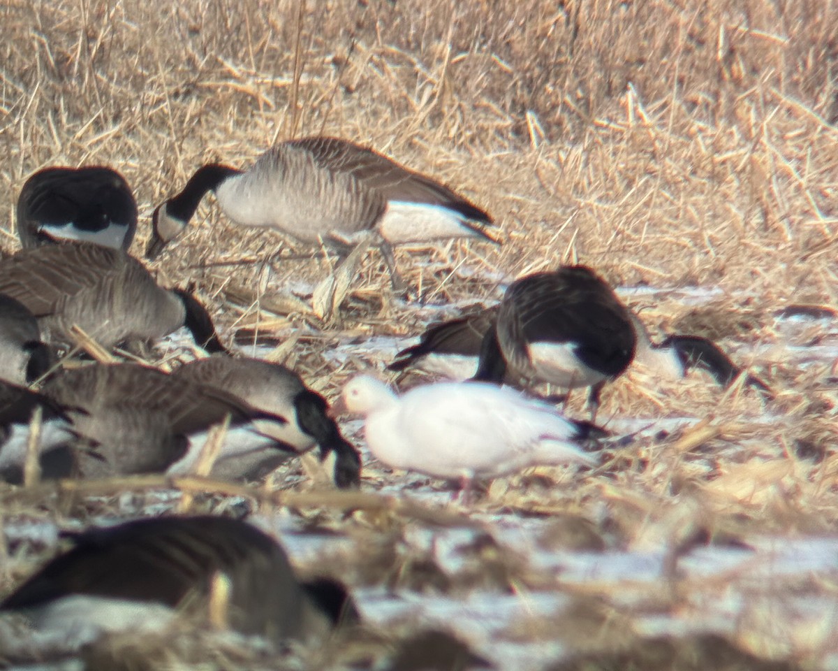 Ross's Goose - ML646802780