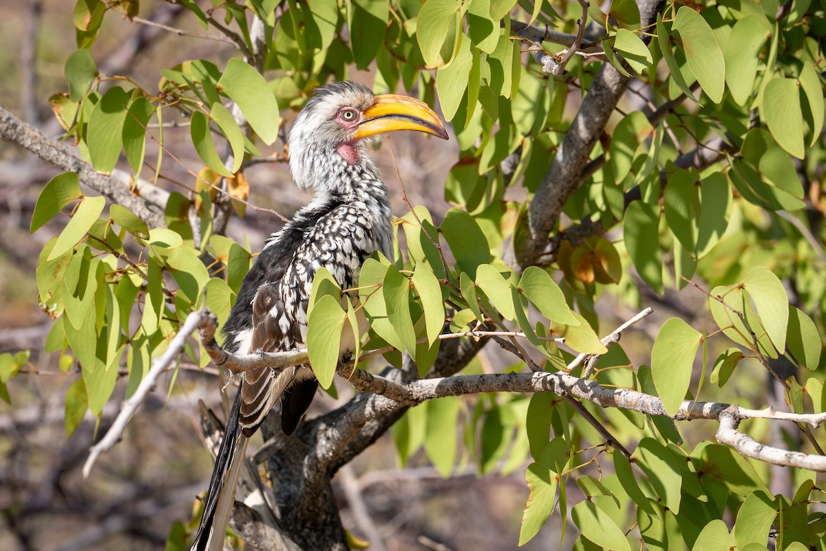 Southern Yellow-billed Hornbill - ML646802781