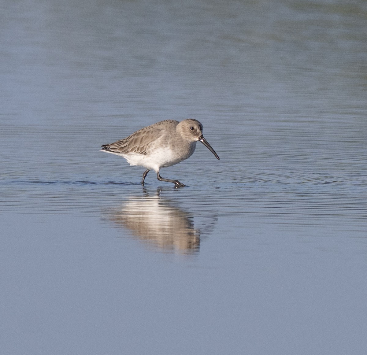 Bécasseau variable - ML646802784