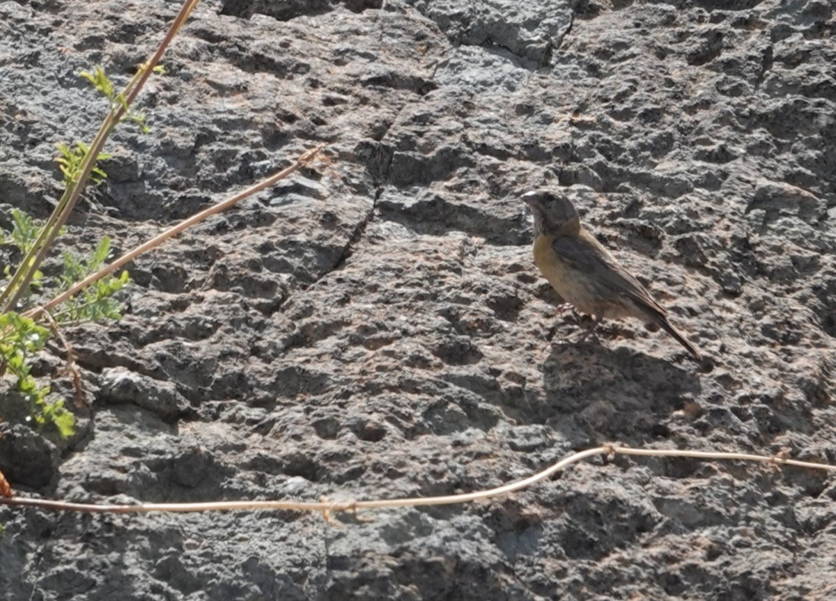Gray-hooded Sierra Finch - ML646802786