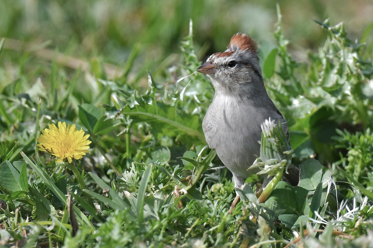 Chipping Sparrow - ML646802788