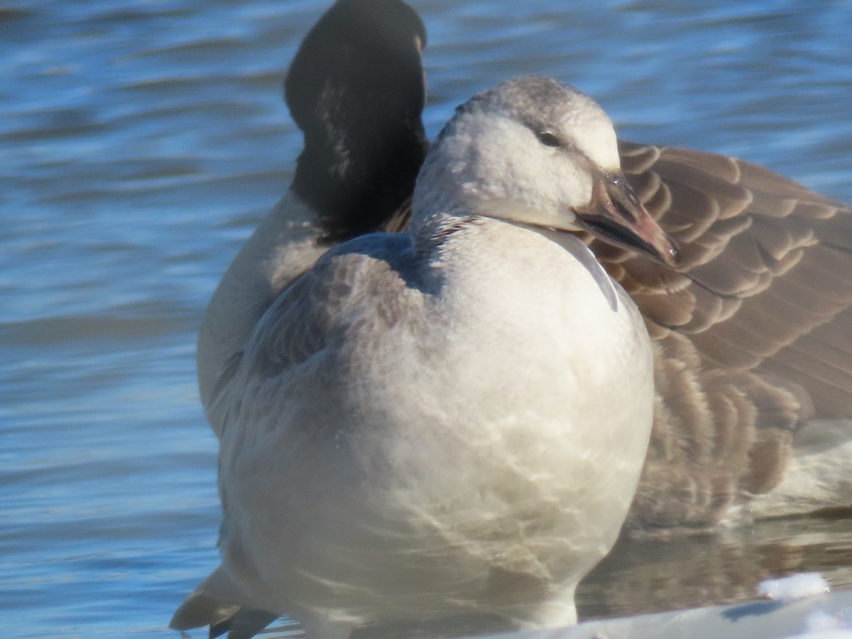 Snow Goose - ML646802789