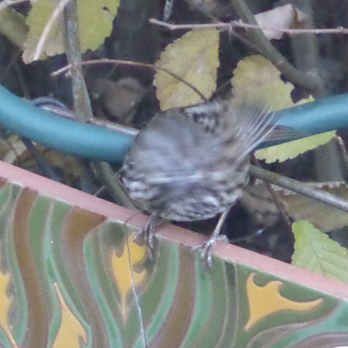 גיבתונית רוננת - ML646802791