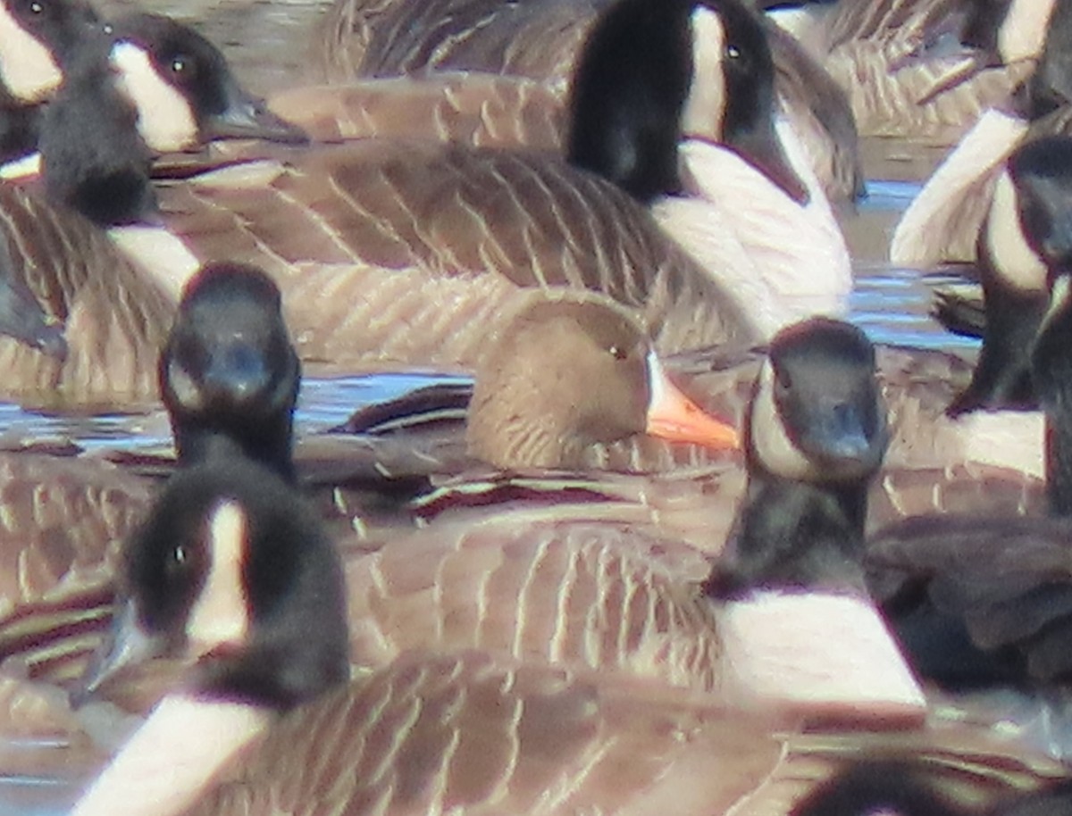 Greater White-fronted Goose - ML646802792