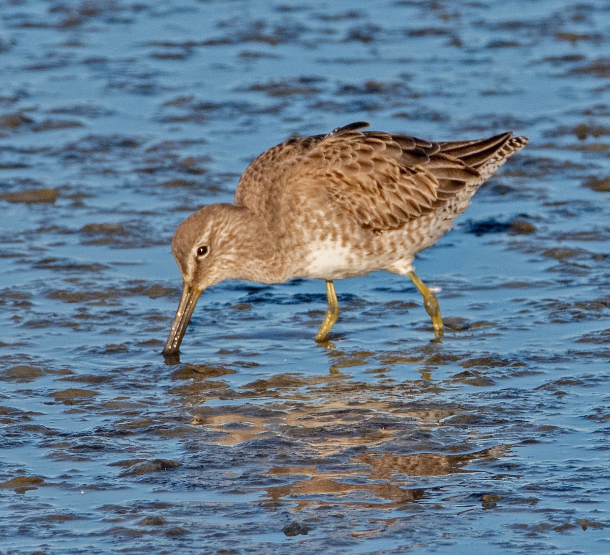 Agujeta Escolopácea - ML646802794