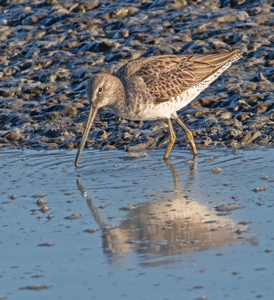 Agujeta Escolopácea - ML646802795