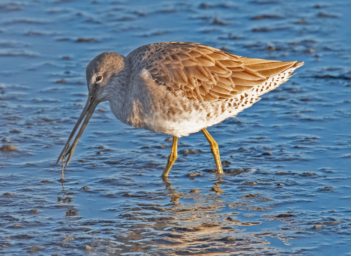 Agujeta Escolopácea - ML646802796