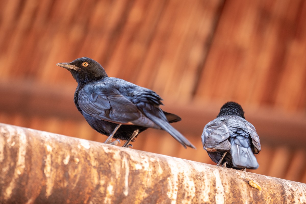Pale-winged Starling - ML646802797