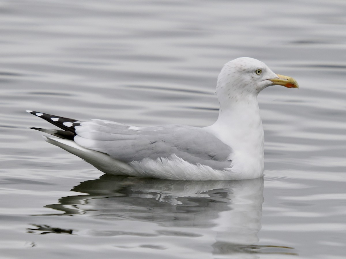 Silbermöwe - ML646802800