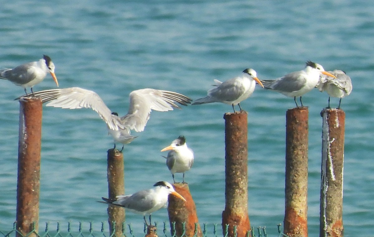 Tepeli Sumru - ML646802802