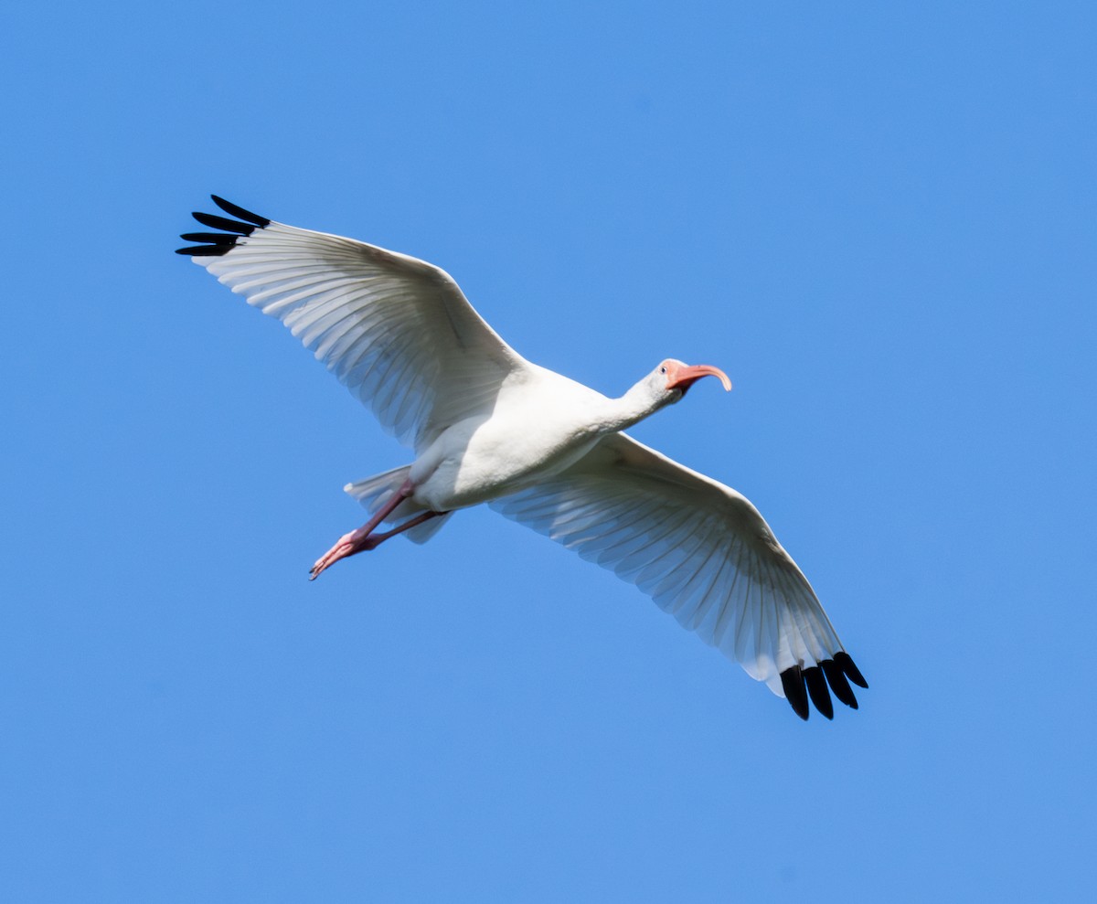 Ibis blanc - ML646802803