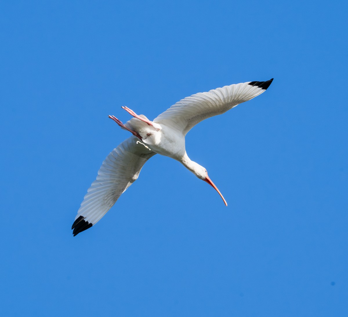 Ibis blanc - ML646802804