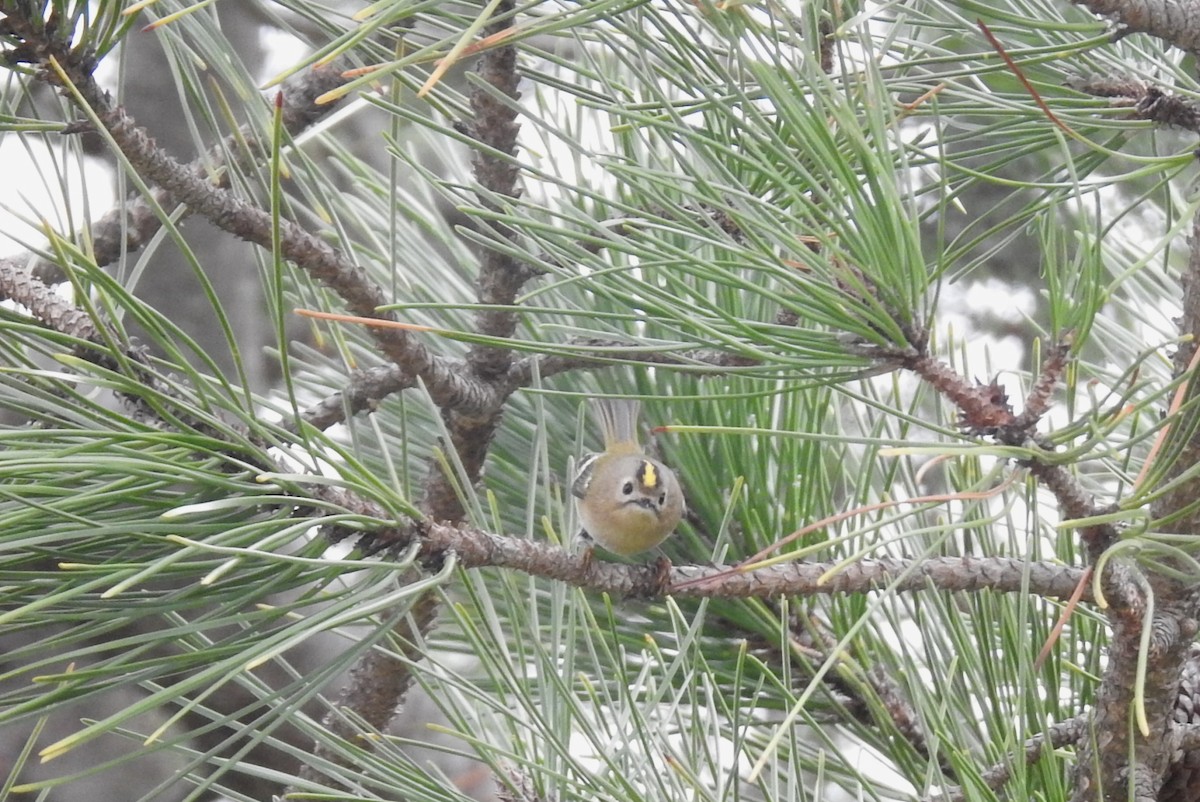 Goldcrest - ML646802805