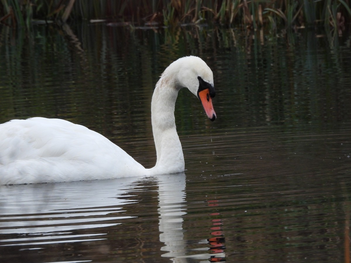 Mute Swan - ML646802806