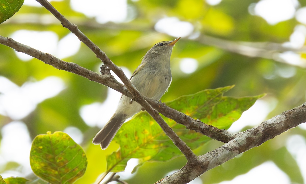 Two-barred Warbler - ML646802807