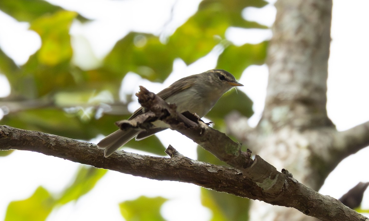 Two-barred Warbler - ML646802808