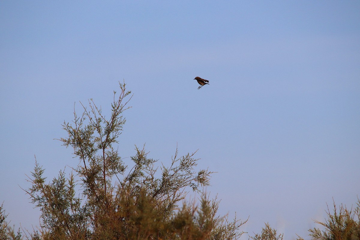 Tarier pâtre - ML646802809