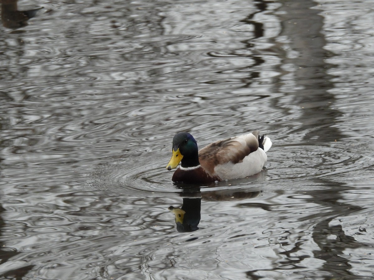 Mallard - ML646802811