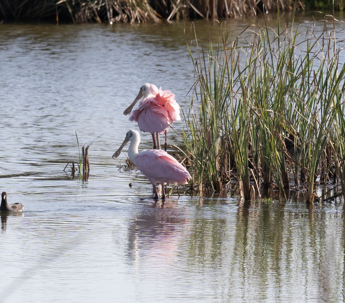 Spatule rosée - ML646802812