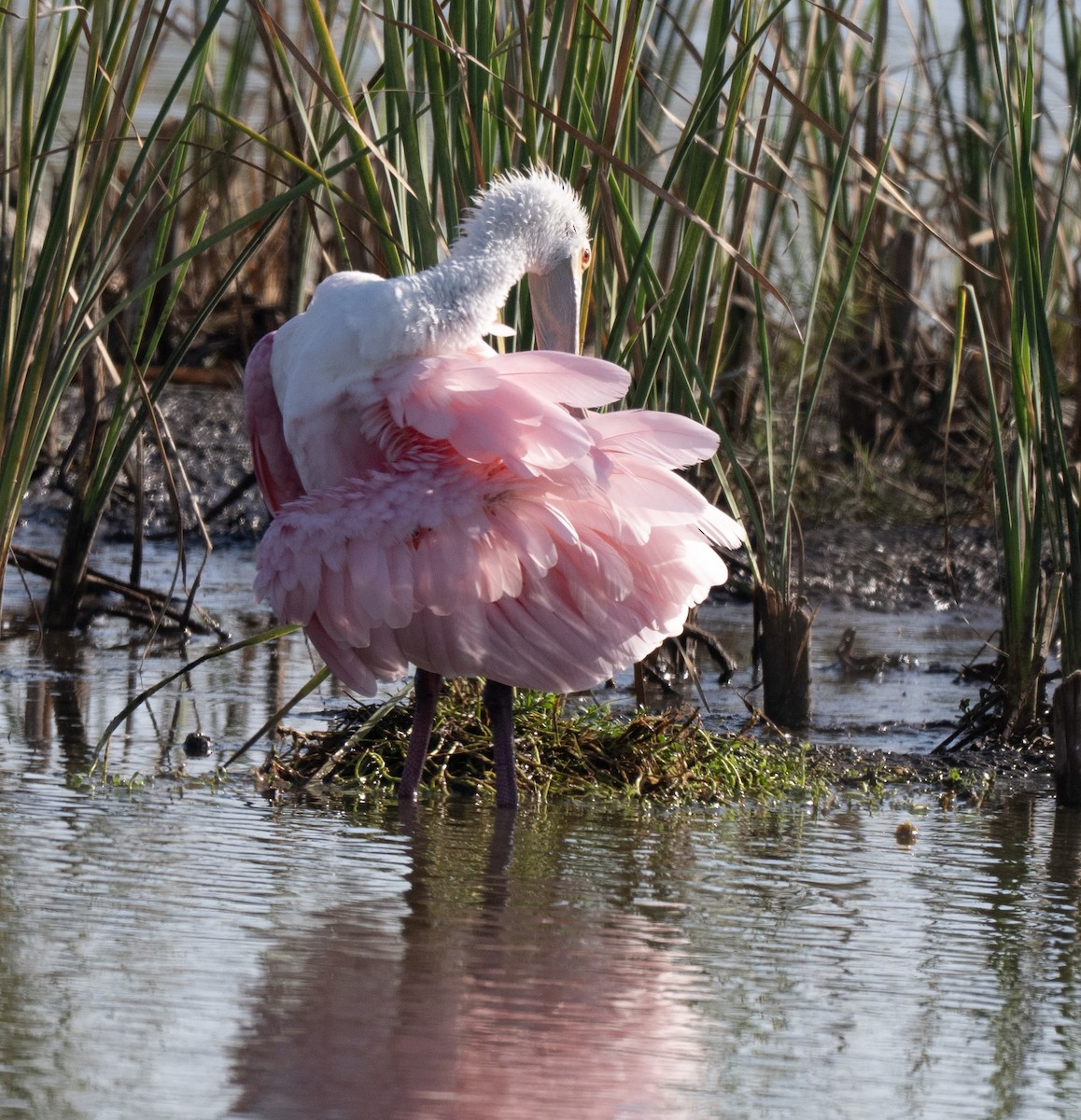 Spatule rosée - ML646802813