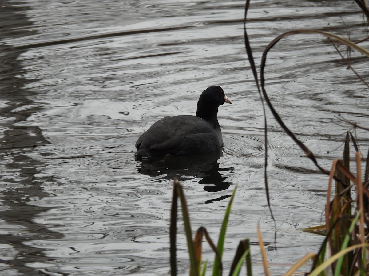 Eurasian Coot - ML646802815