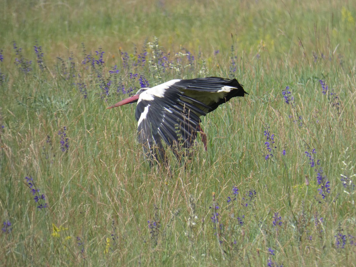 White Stork - ML646802817