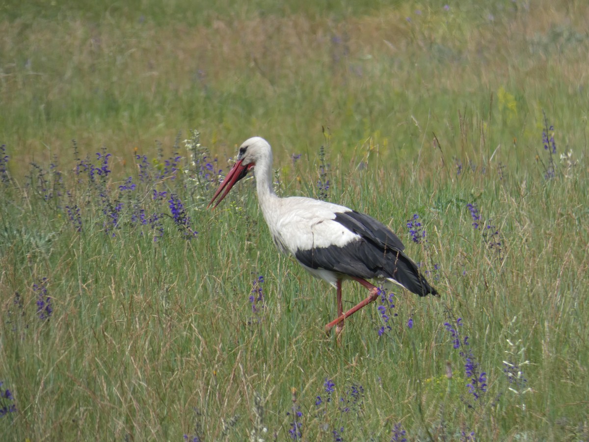 White Stork - ML646802818