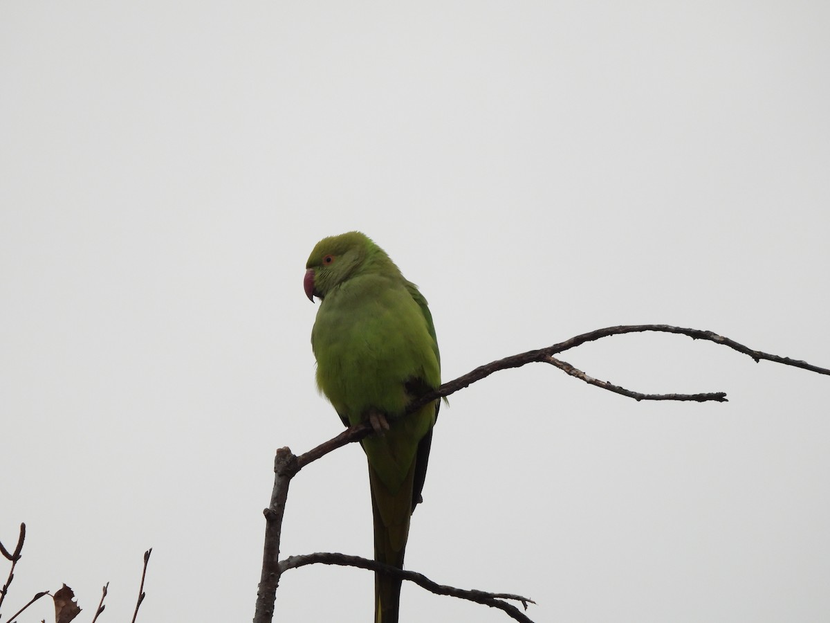 Rose-ringed Parakeet - ML646802821