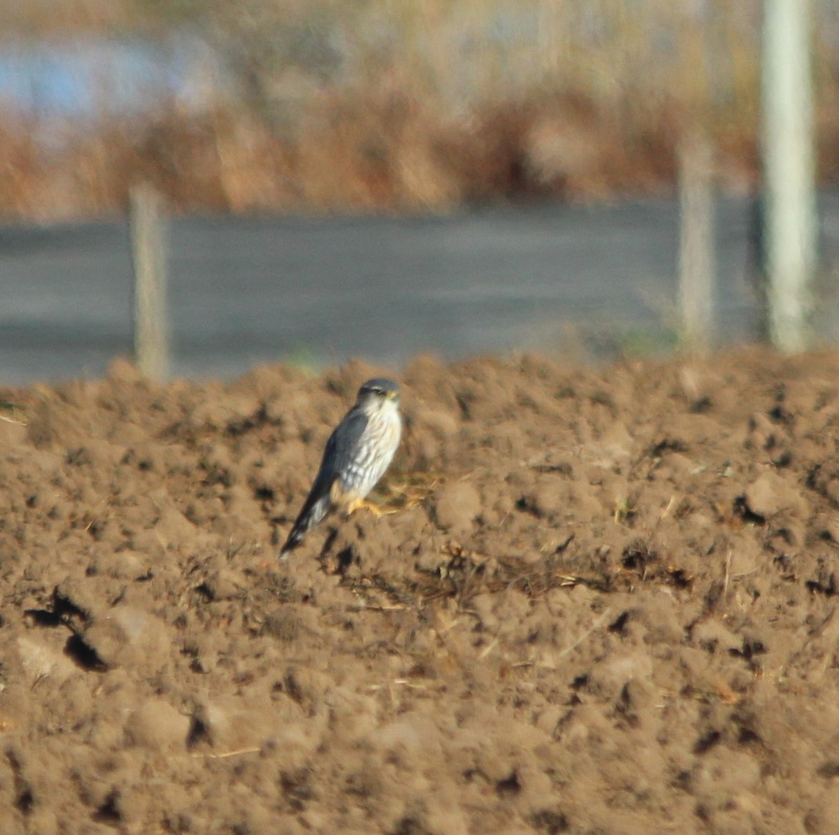 Підсоколик малий - ML646802823