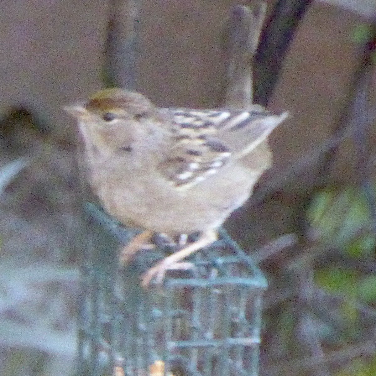 Golden-crowned Sparrow - ML646802825