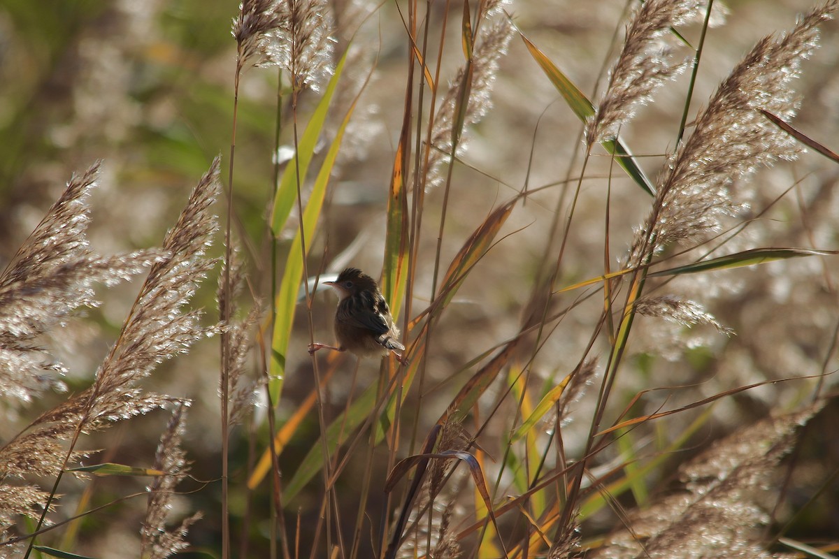 Cisticole des joncs - ML646802826