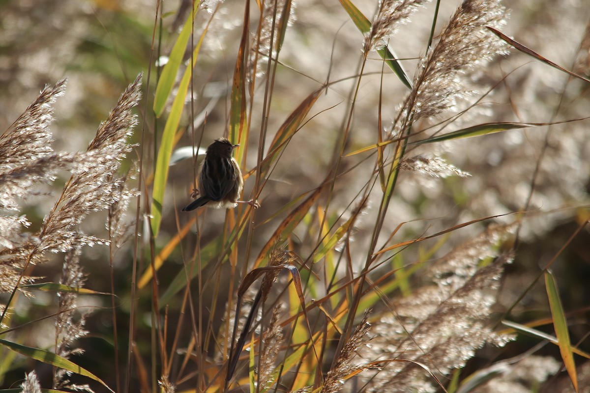 Cisticole des joncs - ML646802827