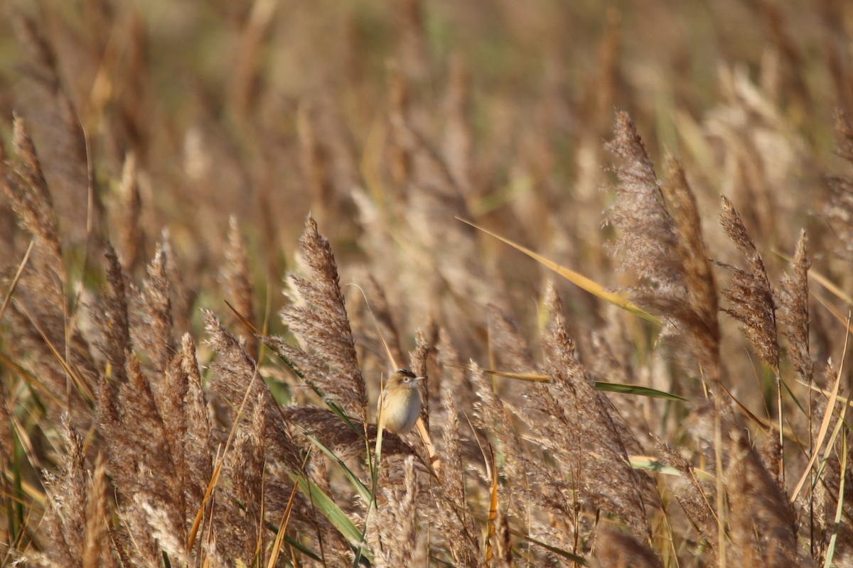 Cisticole des joncs - ML646802828