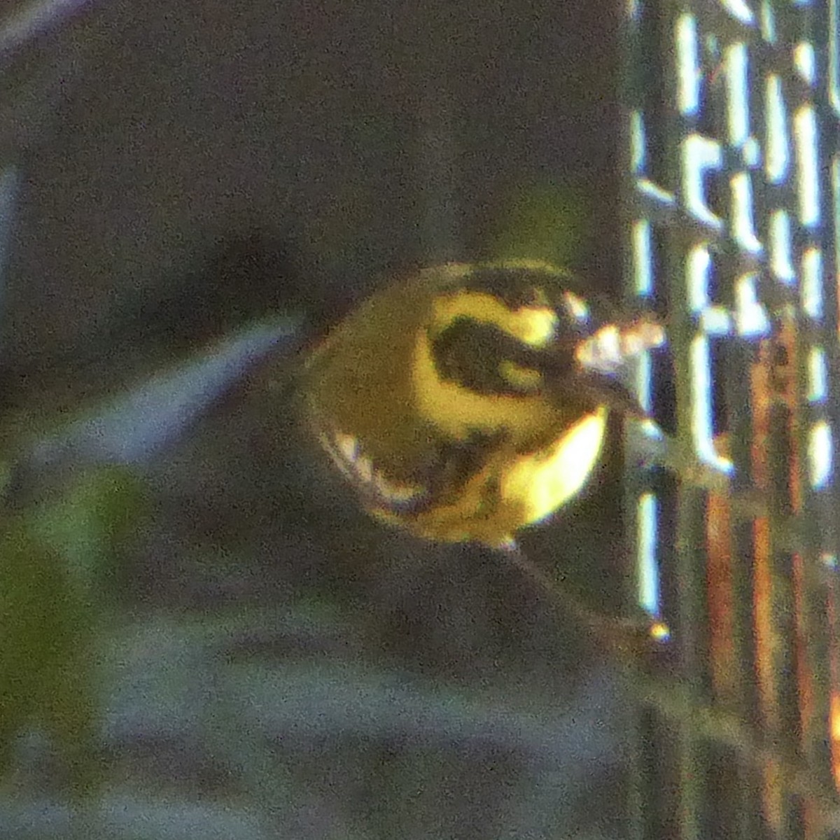 Townsend's Warbler - ML646802829