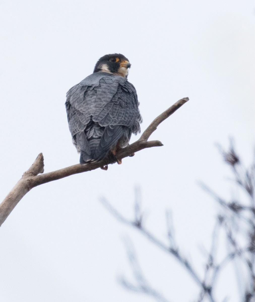 ハヤブサ - ML646802830