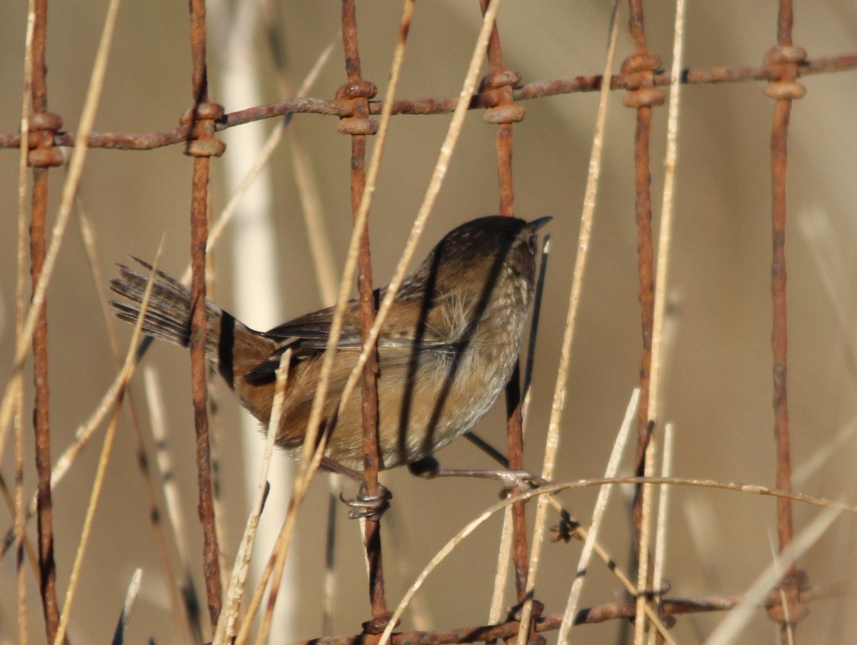 Овад болотяний - ML646802831