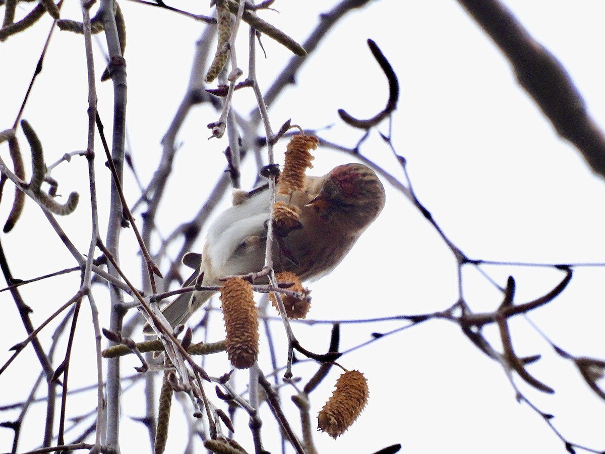 gråsisik - ML646802832