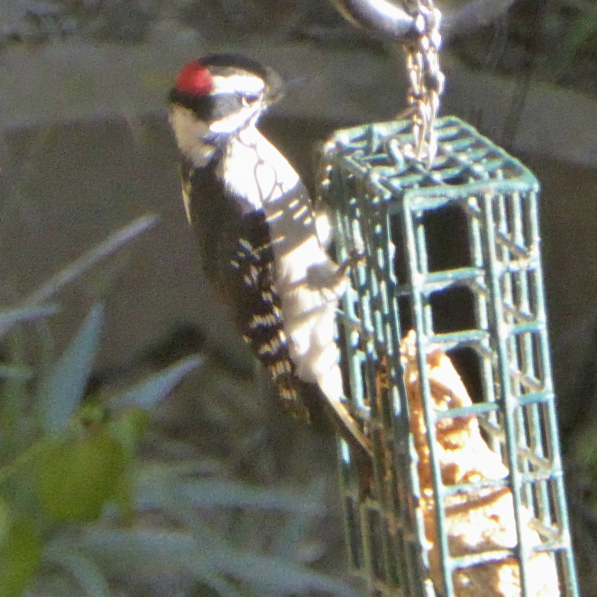 Downy Woodpecker - ML646802833