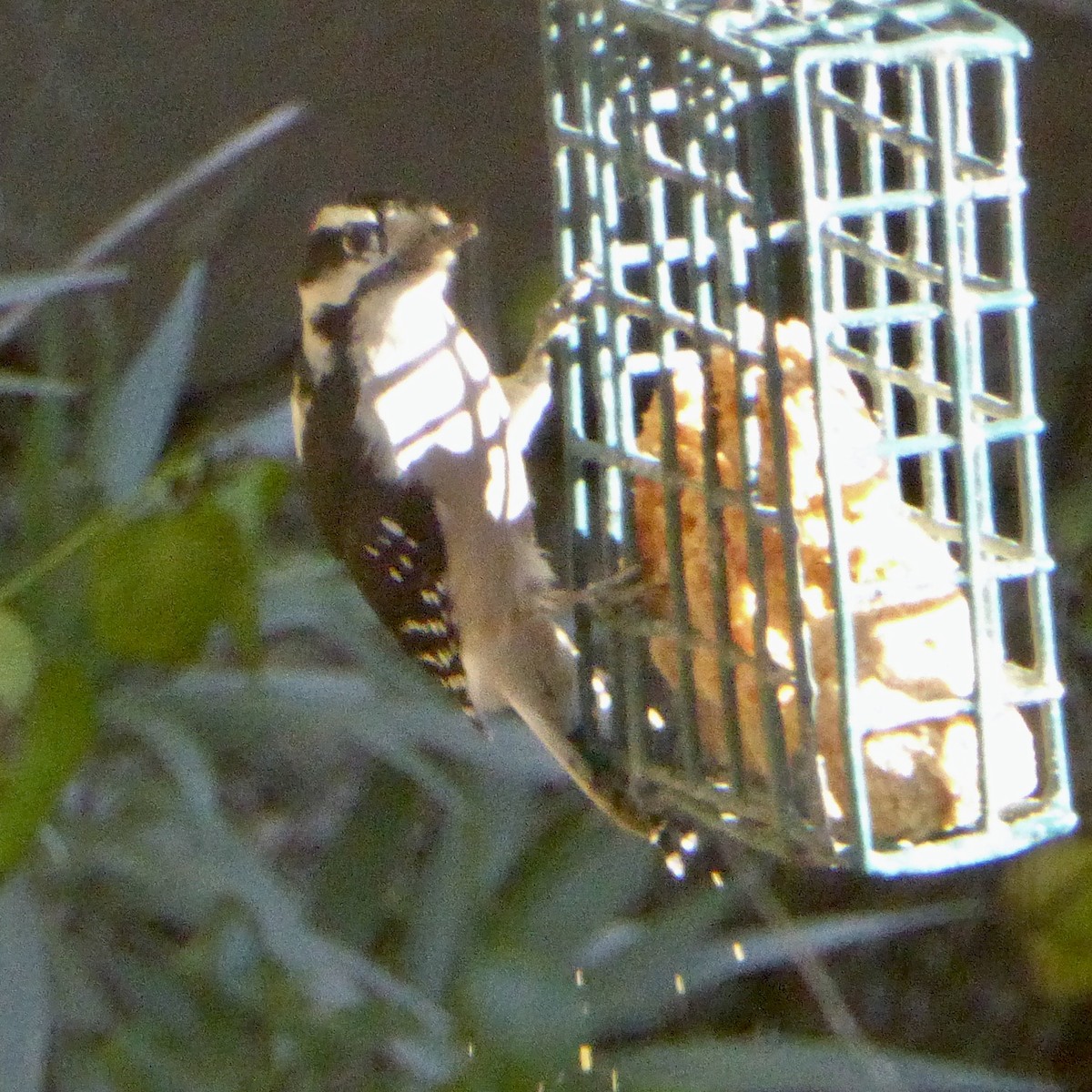 Downy Woodpecker - ML646802834