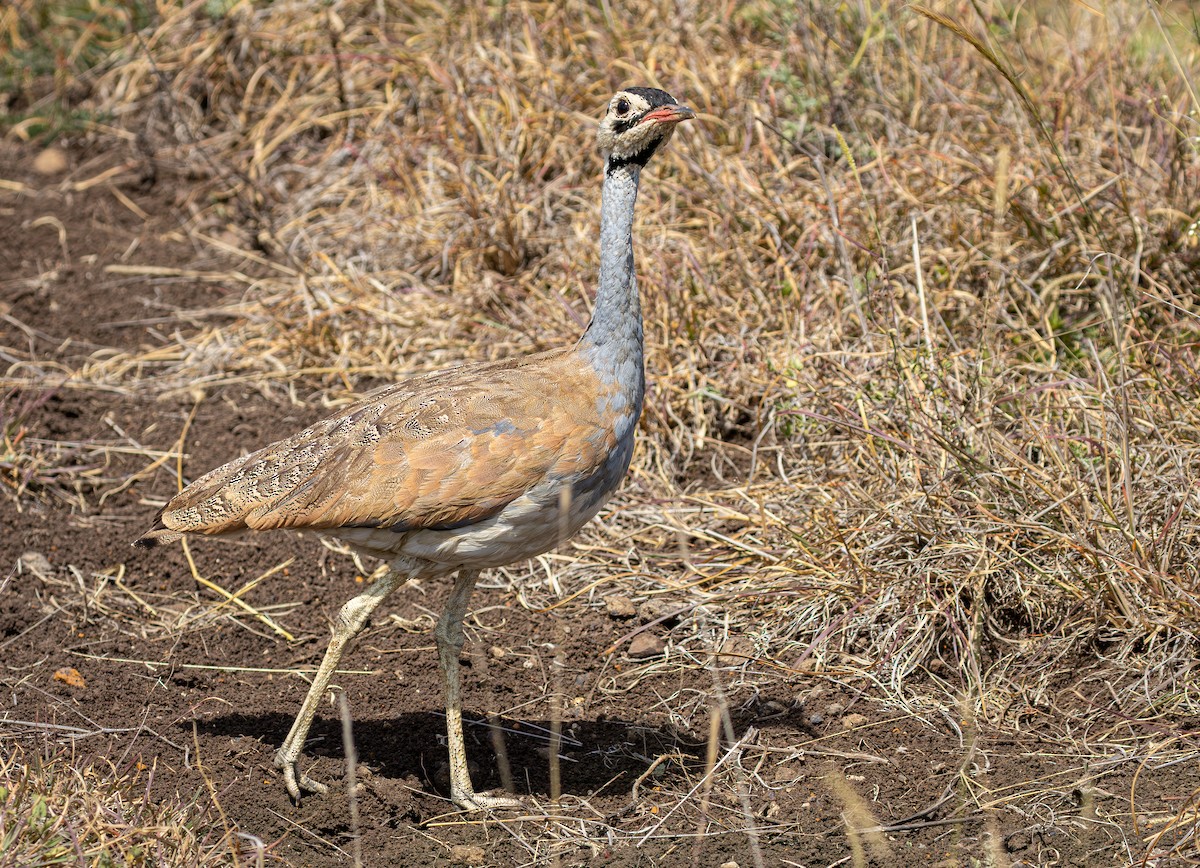 Sisón Senegalés - ML646802836