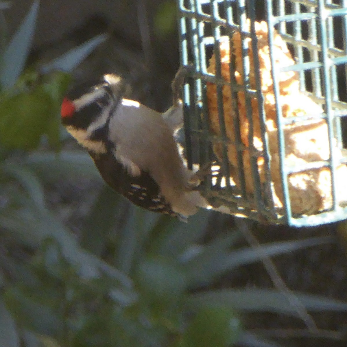 Downy Woodpecker - ML646802837