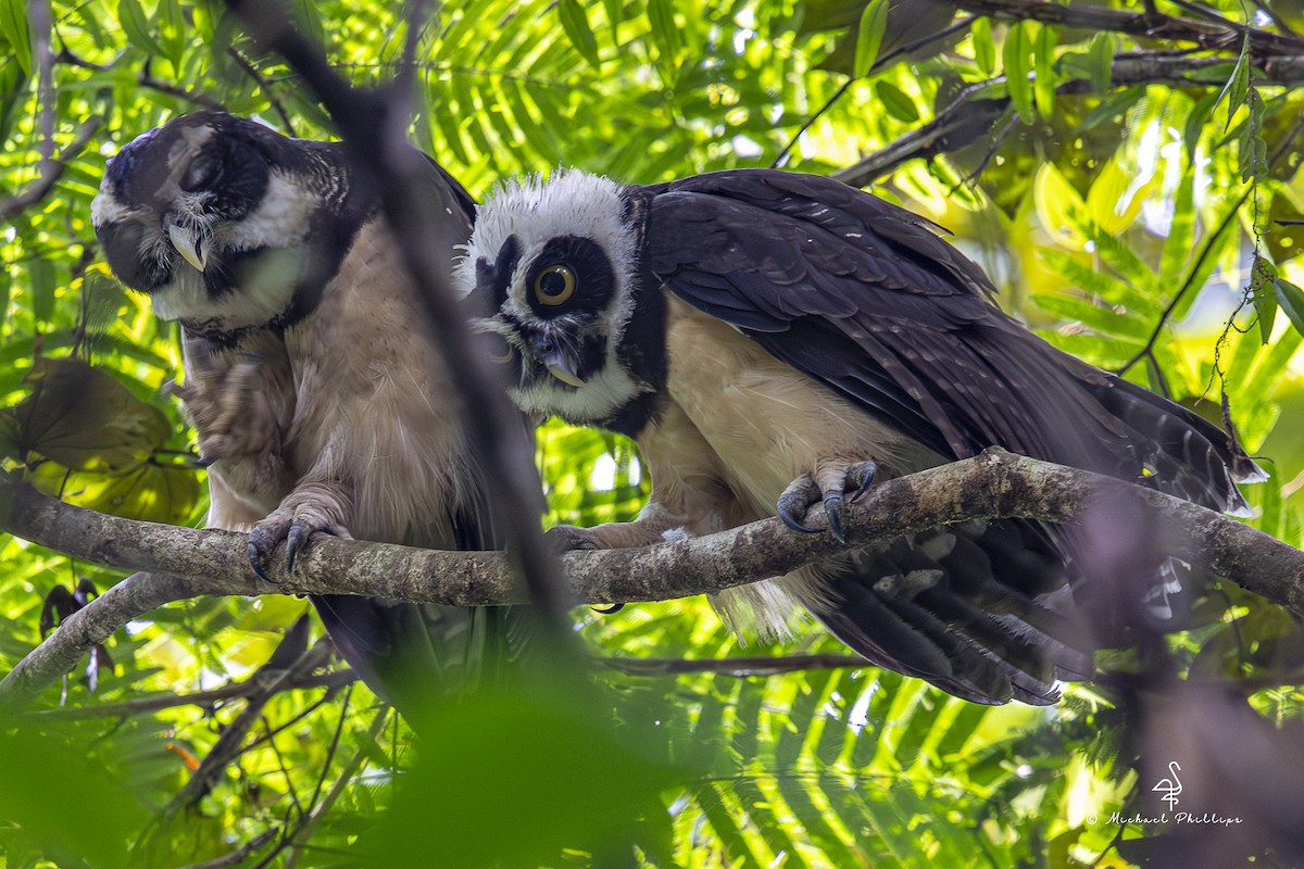 Spectacled Owl - ML646802838