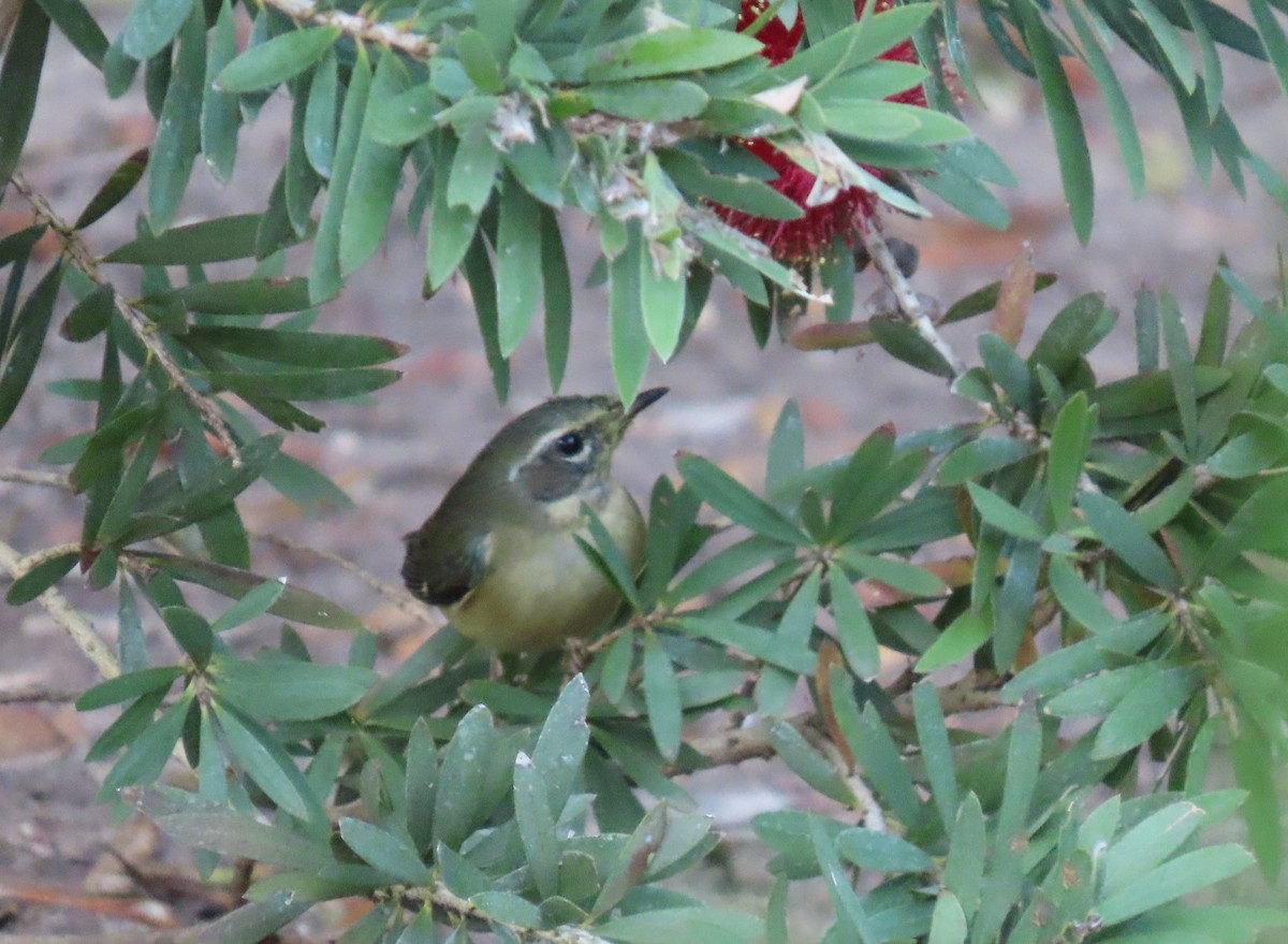 Reinita Azulada - ML646802839