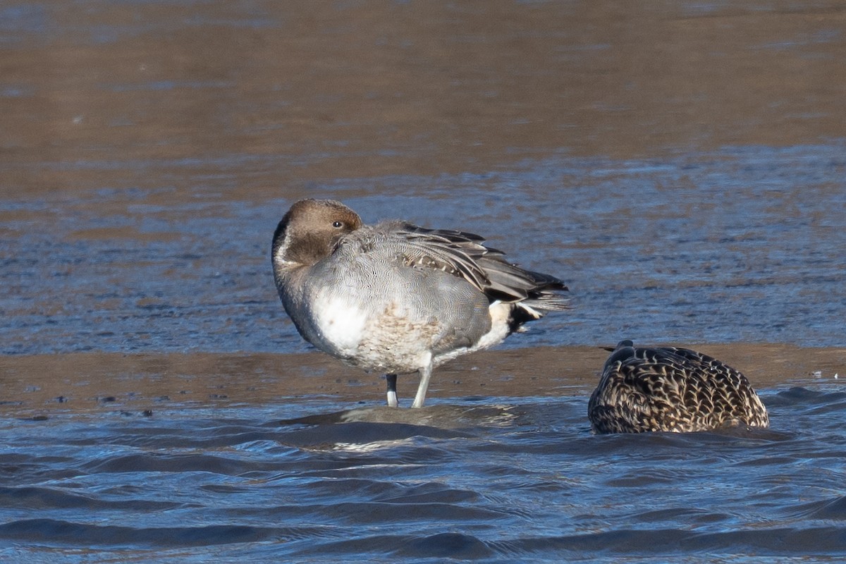 Шовтгор алаг нугас - ML646802840