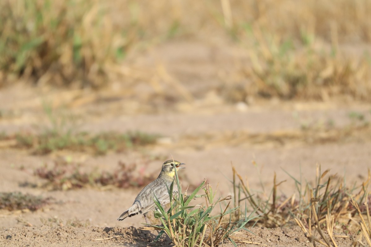 Horned Lark - ML646802841