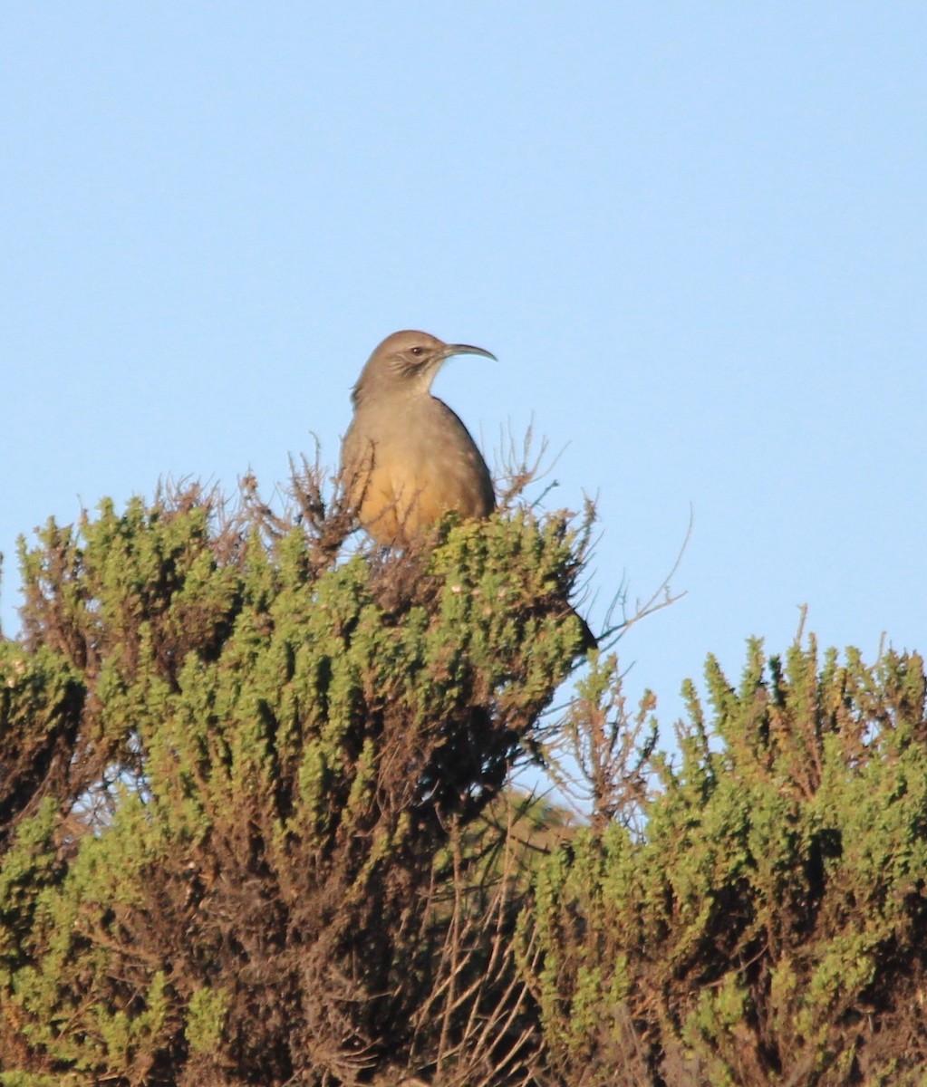 Тремблер каліфорнійський - ML646802842