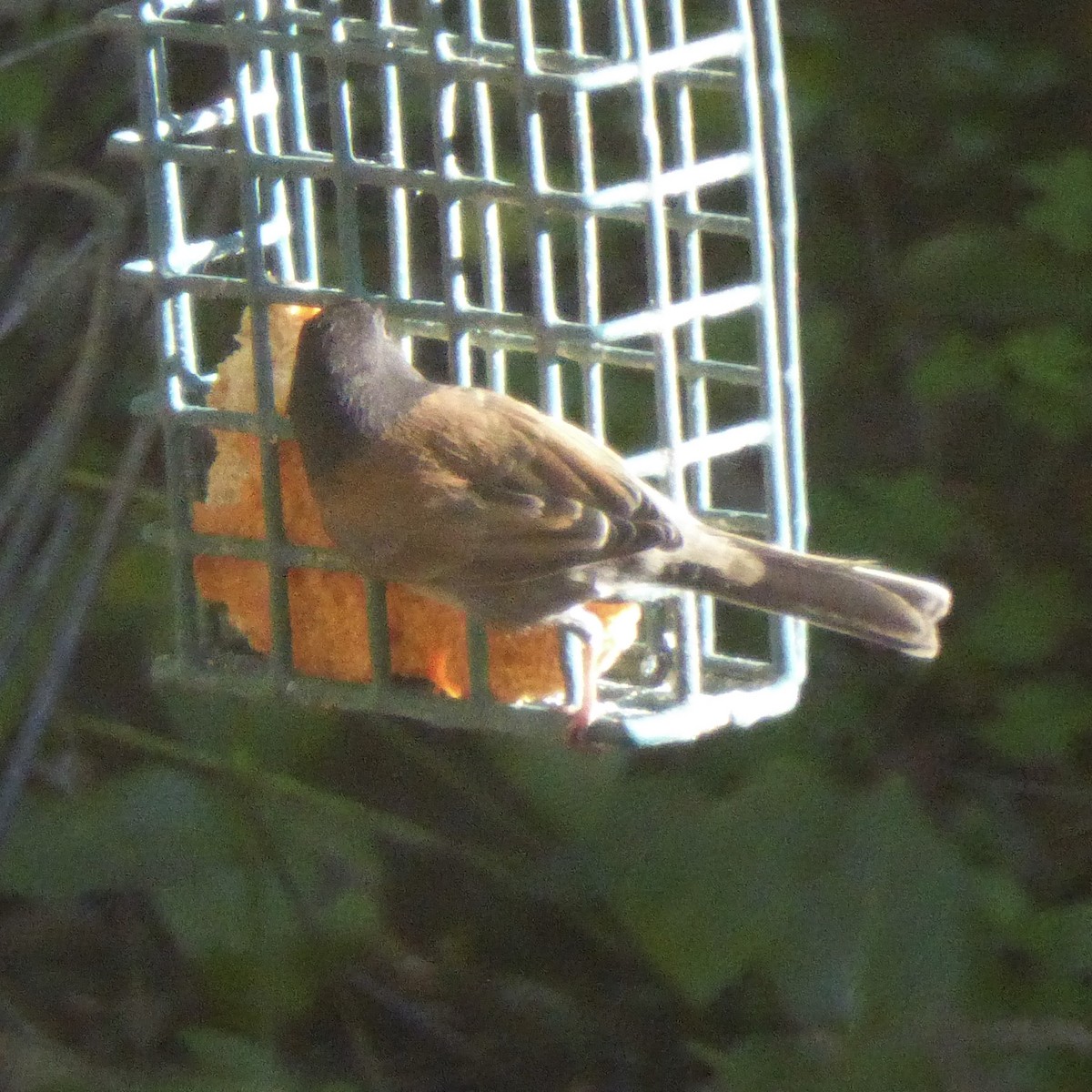 יונקו כהה-עין - ML646802844