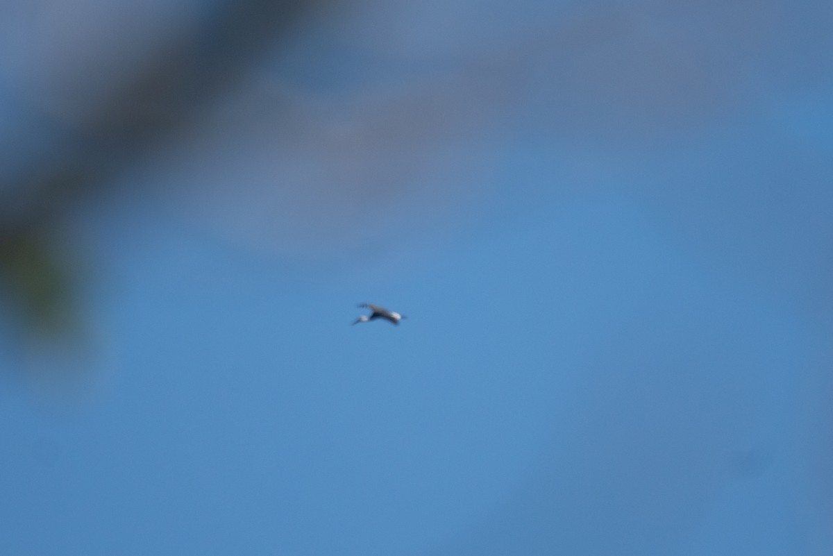 African Woolly-necked Stork - ML646802845